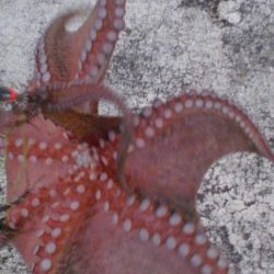 またまた４タコ