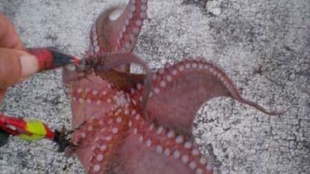 またまた４タコ