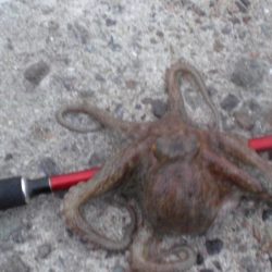 今日は大量タコ