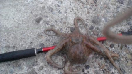 今日は大量タコ