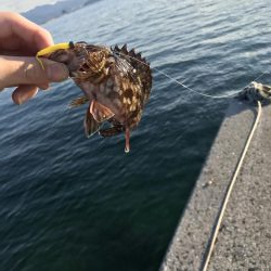 ロックフィッシュ