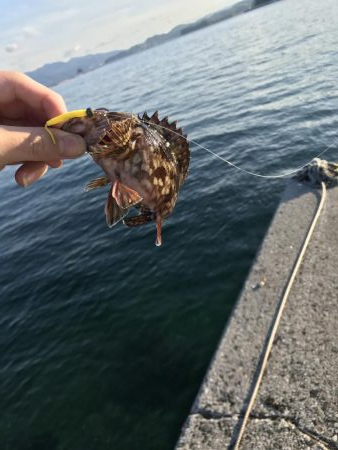 ロックフィッシュ