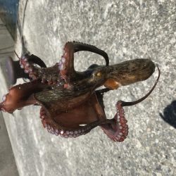 デイアジング オクトパッシング