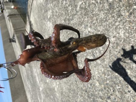 デイアジング オクトパッシング