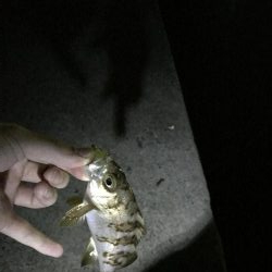 ボトムワインド