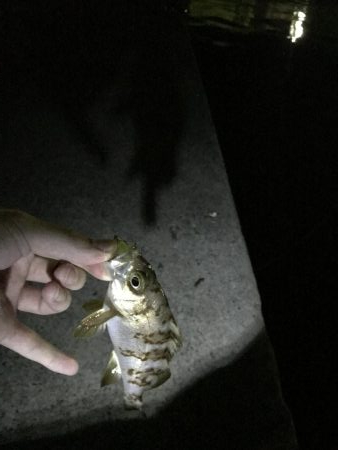 ボトムワインド