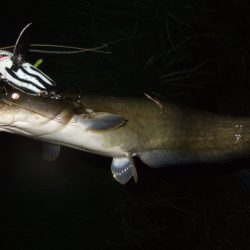久々に雨後のナマズ調査