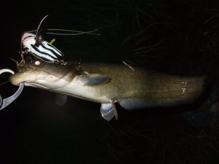 久々に雨後のナマズ調査