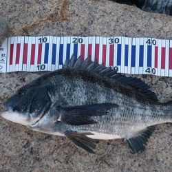 チヌトップ！！