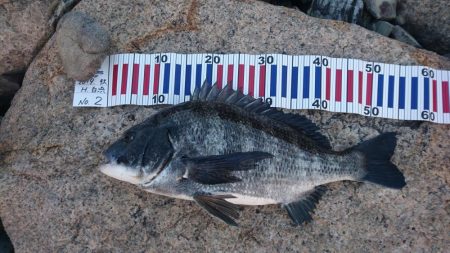 チヌトップ！！