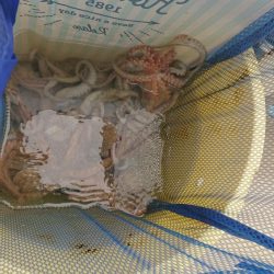 たこ、タコ、蛸！