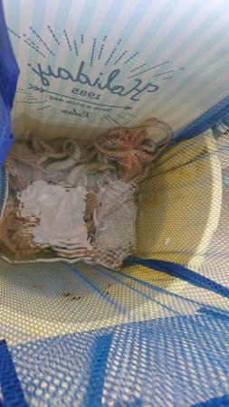 たこ、タコ、蛸！