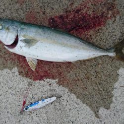 朝マズメ  ライトショアジギング