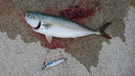 朝マズメ  ライトショアジギング