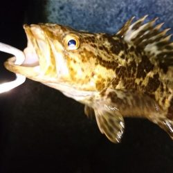 ルアーで初のロックフィッシュ