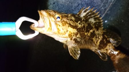 ルアーで初のロックフィッシュ