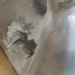 シーズン初タチウオ