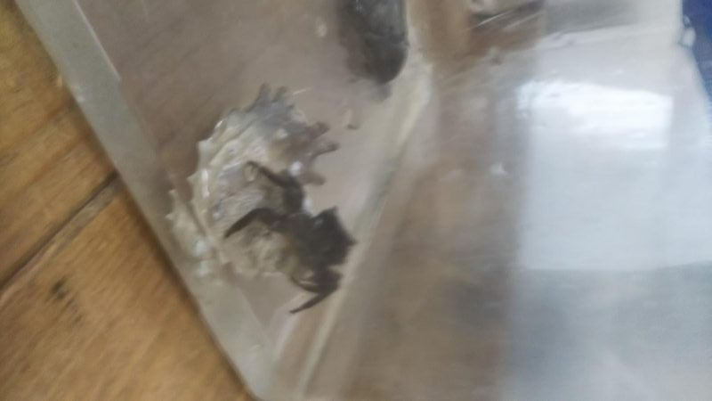 シーズン初タチウオ