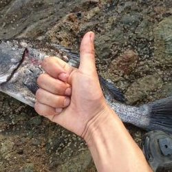 チヌ(クロダイ)釣れたぜ✌️