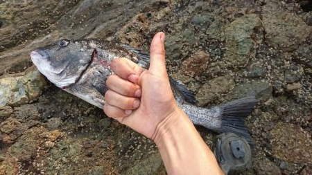 チヌ(クロダイ)釣れたぜ✌️