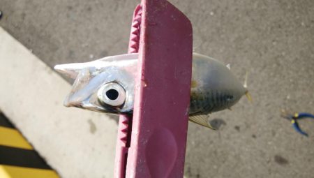 今日はまったり釣行