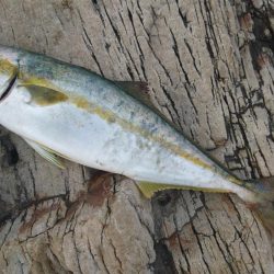 サイズは小さいです。