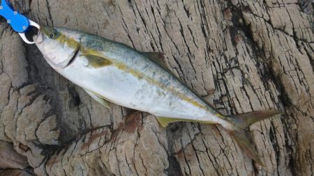 サイズは小さいです。