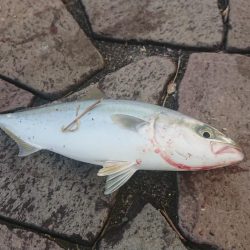 朝の涼しい時間に