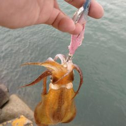 夏イカ求めて