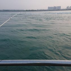 台風後のヒラメ