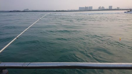 台風後のヒラメ