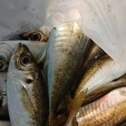 アジングまずまず