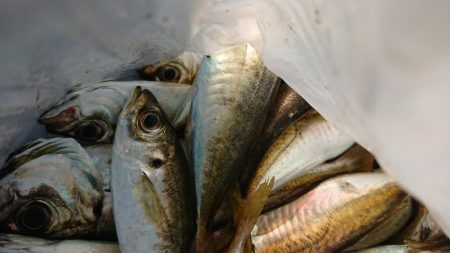 アジングまずまず