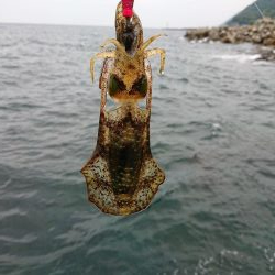 アオリ新子調査