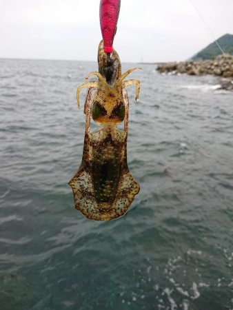 アオリ新子調査