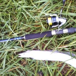 年に何度もないボイル！！―朝マヅメより～