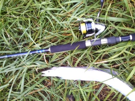 年に何度もないボイル！！―朝マヅメより～