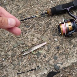 キス釣りからのジギング