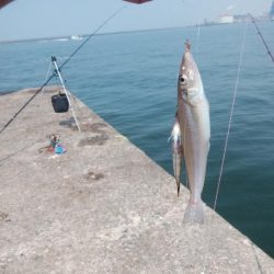 播磨新島のキス情報