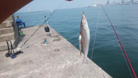 播磨新島のキス情報