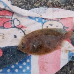 播磨新島でシーズン最大のキスが釣れました