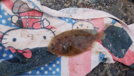 播磨新島でシーズン最大のキスが釣れました