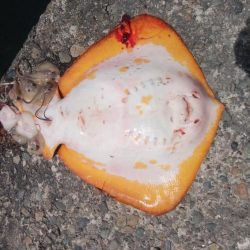 ２日続け好釣果でした