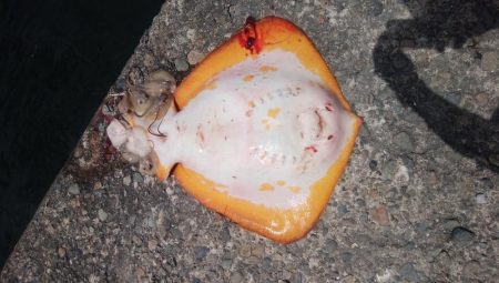 ２日続け好釣果でした