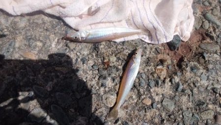 播磨新島で良型キスが釣れました