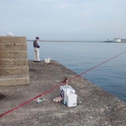 播磨新島の良型キス復活