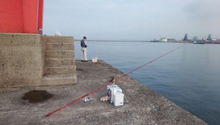 播磨新島の良型キス復活