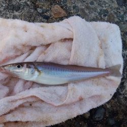 潮の動き今一の播磨新島釣行