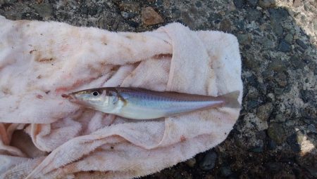 潮の動き今一の播磨新島釣行