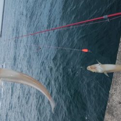 潮の動き最高の播磨新島釣行